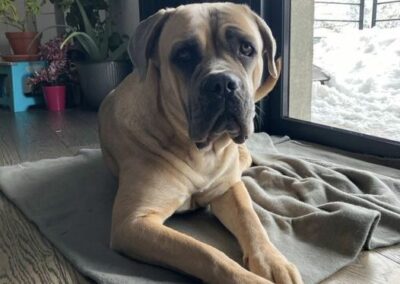 Cane Corso Portée du 31/12/2022 Ruby x Getro