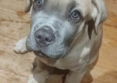 Chiot Cane Corso Portée du 31/12/2022 Ruby x Getro