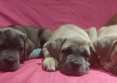 Chiots Cane Corso Portée du 31/12/2022 Ruby x Getro
