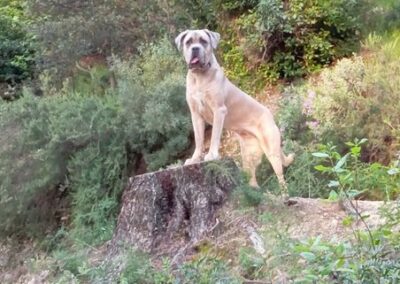 Cane Corso Portée du 31/12/2022 Ruby x Getro