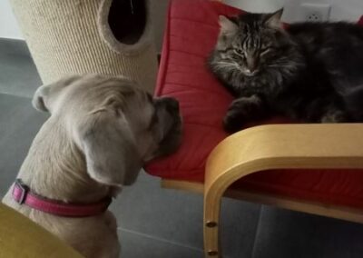 Chiot Cane Corso Portée du 31/12/2022 Ruby x Getro