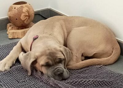 Chiot Cane Corso Portée du 31/12/2022 Ruby x Getro