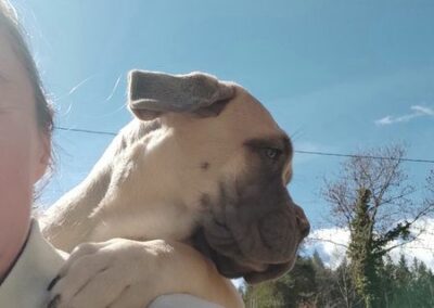Chiot Cane Corso Portée du 31/12/2022 Ruby x Getro