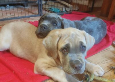Chiots Cane Corso Portée du 31/12/2022 Ruby x Getro
