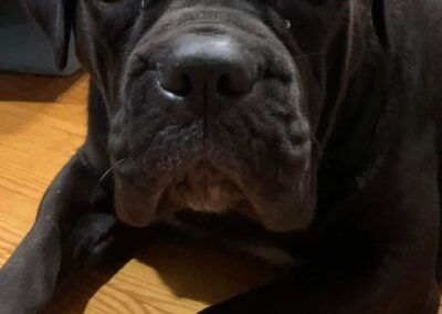 Chiot Cane Corso Portée Penny x Getro 26.02.2021
