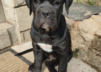 Chiot Cane Corso Portée Penny x Getro 26.02.2021