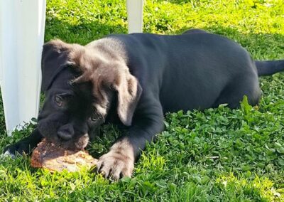 Chiot Cane Corso Portée Penny x Getro 26.02.2021