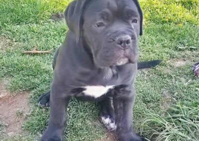 Chiot Cane Corso Portée Penny x Getro 26.02.2021