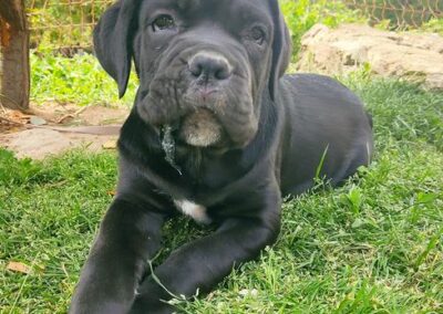 Chiot Cane Corso Portée Penny x Getro 26.02.2021