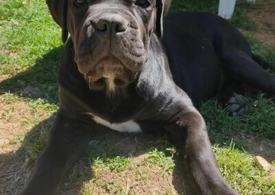 Chiot Cane Corso Portée Penny x Getro 26.02.2021