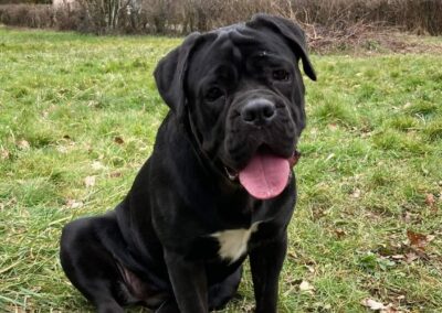 Cane Corso Portée Penny x Getro 26.02.2021