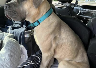 Cane Corso Portée du 31/12/2022 Ruby x Getro
