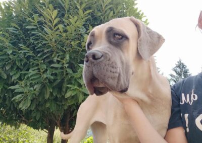 Chiot Cane Corso Portée du 31/12/2022 Ruby x Getro