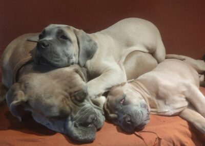 Chiots Cane Corso Portée du 31/12/2022 Ruby x Getro
