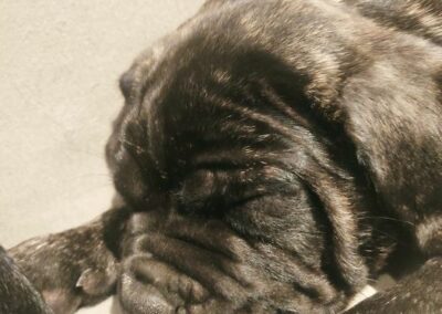 Chiot Cane Corso Portée Penny x Getro 26.02.2021