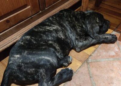 Chiot Cane Corso Portée Penny x Getro 26.02.2021