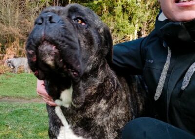 Cane Corso Portée Penny x Getro 26.02.2021
