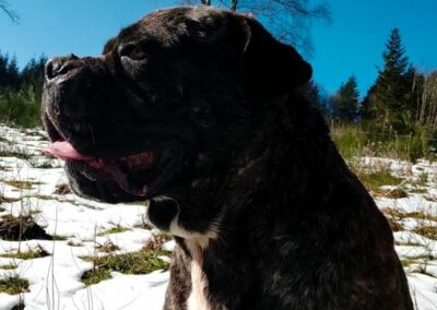 Cane Corso Portée Penny x Getro 26.02.2021