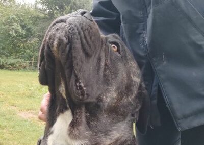 Cane Corso Portée Penny x Getro 26.02.2021