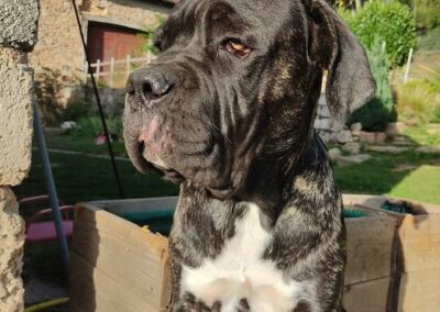 Chiot Cane Corso Penny x Getro 26.02.2021