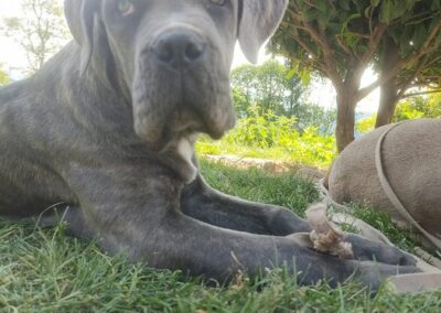 Chiot Cane Corso Portée du 31/12/2022 Ruby x Getro