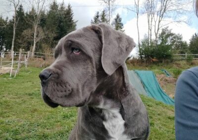 Chiot Cane Corso Portée du 31/12/2022 Ruby x Getro