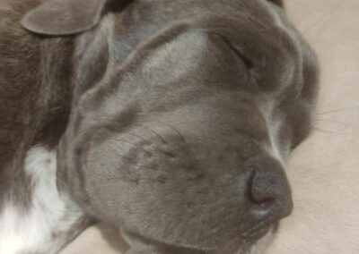 Chiot Cane Corso Portée du 31/12/2022 Ruby x Getro