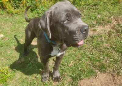 Chiot Cane Corso Portée du 31/12/2022 Ruby x Getro