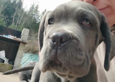 Chiot Cane Corso Portée du 31/12/2022 Ruby x Getro