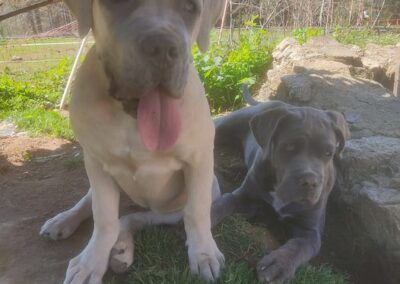 Chiots Cane Corso Portée du 31/12/2022 Ruby x Getro