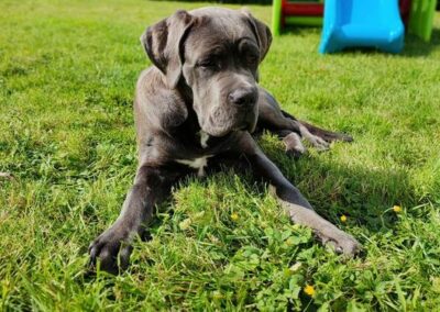 Cane Corso Portée du 31/12/2022 Ruby x Getro