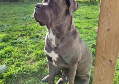Cane Corso Portée du 31/12/2022 Ruby x Getro