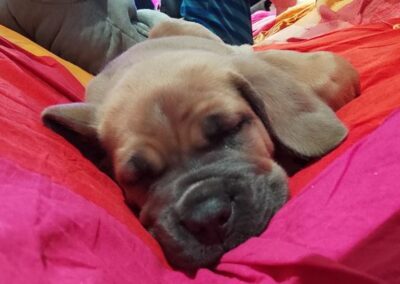 Chiot Cane Corso Portée Ruby x Saïko Vaiana de l'Ecrin de Briérat