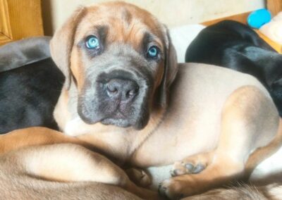 Chiot Cane Corso Portée Ruby x Saïko Vaiana de l'Ecrin de Briérat