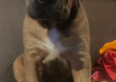 Chiot Cane Corso Portée Ruby x Saïko Vaiana de l'Ecrin de Briérat