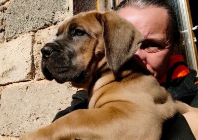 Chiot Cane Corso Portée Ruby x Saïko Vaiana de l'Ecrin de Briérat