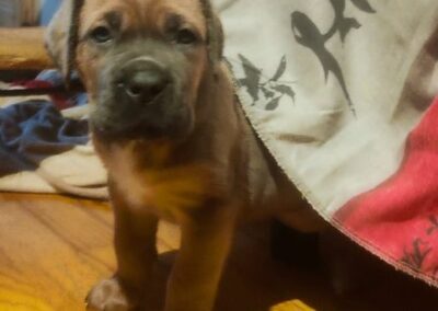 Chiot Cane Corso Portée Ruby x Saïko Vaiana de l'Ecrin de Briérat