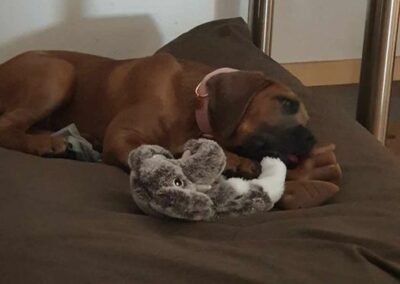 Chiot Cane Corso Portée Ruby x Saïko Vaiana de l'Ecrin de Briérat