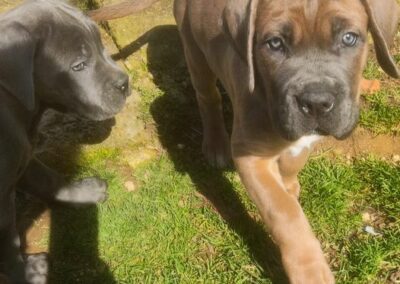 Chiots Cane Corso Portée Ruby x Saïko Vaiana de l'Ecrin de Briérat