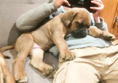 Chiot Cane Corso Portée Ruby x Saïko Vaiana de l'Ecrin de Briérat