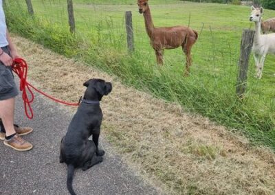 Chiot Cane Corso Portée Ruby x Saïko Valkia de l'Ecrin de Briérat