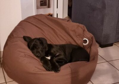 Chiot Cane Corso Portée Ruby x Saïko Valkia de l'Ecrin de Briérat