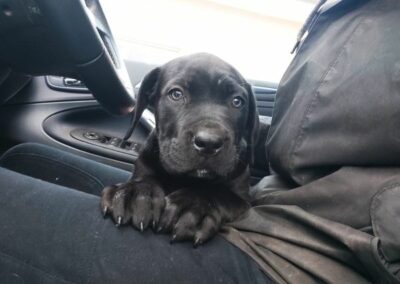 Chiot Cane Corso Portée Ruby x Saïko Valkia de l'Ecrin de Briérat
