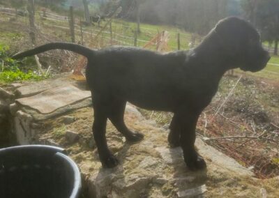 Chiot Cane Corso Portée Ruby x Saïko Valkia de l'Ecrin de Briérat
