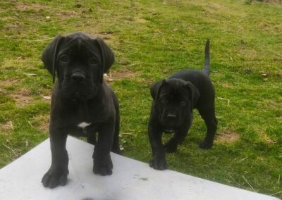 Chiots Cane Corso Portée Ruby x Saïko Vasco et Valkia de l'Ecrin de Briérat