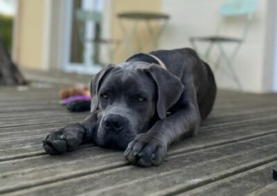Cane Corso Portée Ruby x Saïko Vasco de l'Ecrin de Briérat
