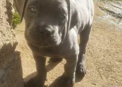 Chiot Cane Corso Portée Ruby x Saïko Vasco de l'Ecrin de Briérat