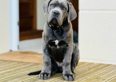 Chiot Cane Corso Portée Ruby x Saïko Vasco de l'Ecrin de Briérat