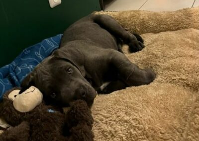 Chiot Cane Corso Portée Ruby x Saïko Vasco de l'Ecrin de Briérat