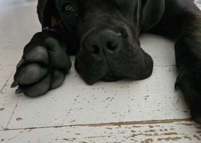 Cane Corso Portée Ruby x Saïko Vasco de l'Ecrin de Briérat